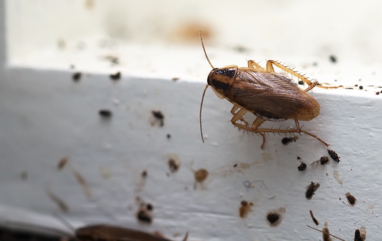 Cockroach Identification A Guide To Cockroaches In Hunstville Al 