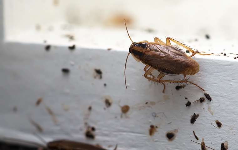a cockroach crawling on a windowsill inside a home