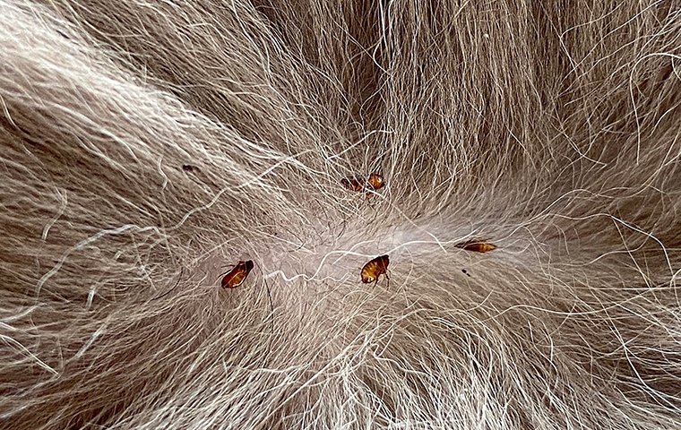 several fleas crawling through the fur of a dog