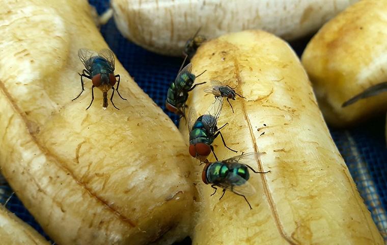 several flies on bananas