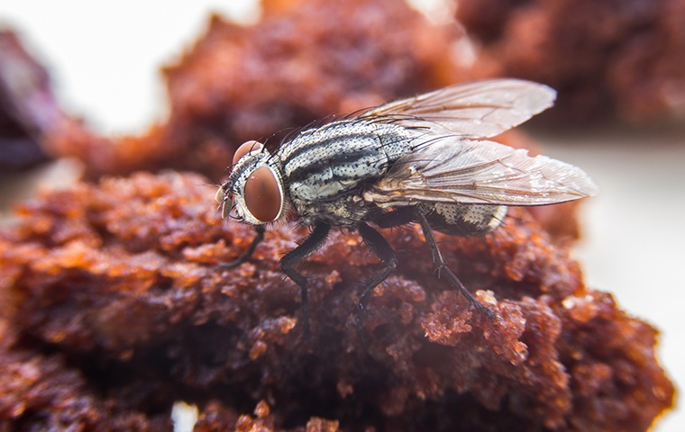 a fly on a piece of food