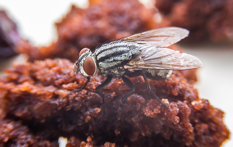 A Guide To Fruit Fly Identification, Prevention & Control