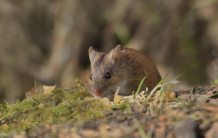 a small mouse on the ground outside a home