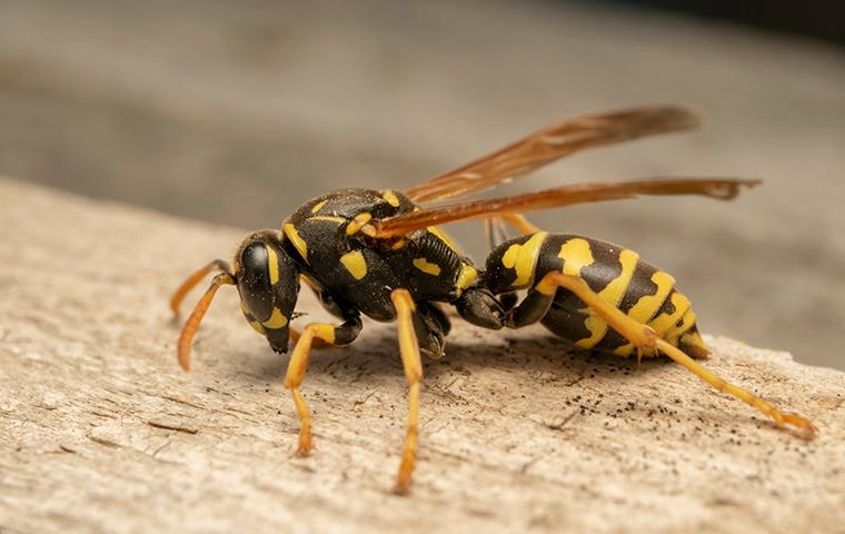 a wasp crawling on a wooden structure outside a home