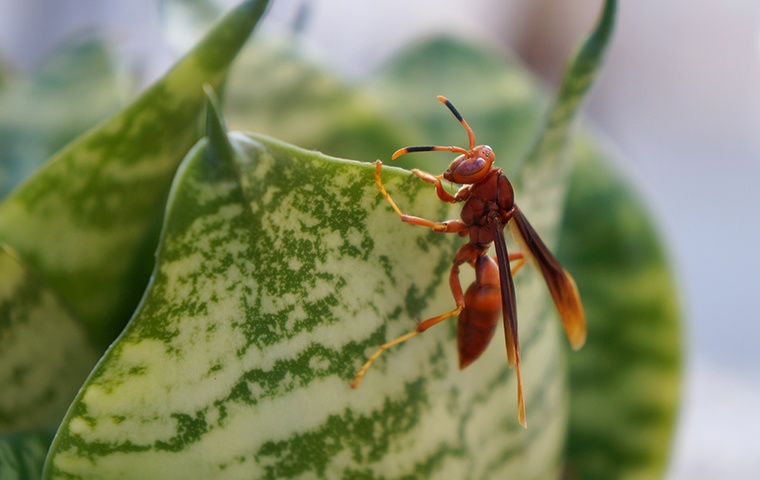 a paper wasp crawling on a leaf