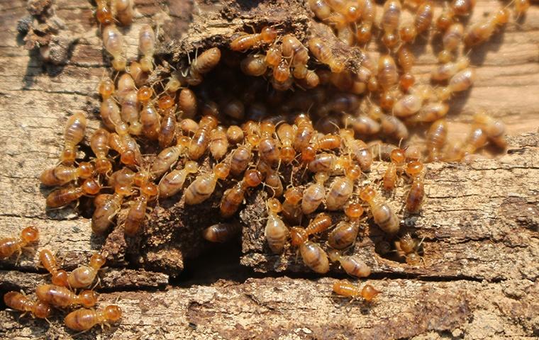 a termite colony eating a piece of structural wood