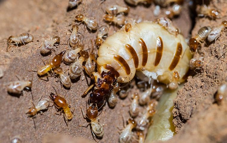 a termite queen and termite colony inside a home