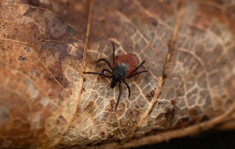 a tick crawling on a leaf outside a home
