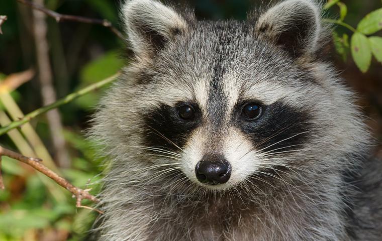 close up of raccoon