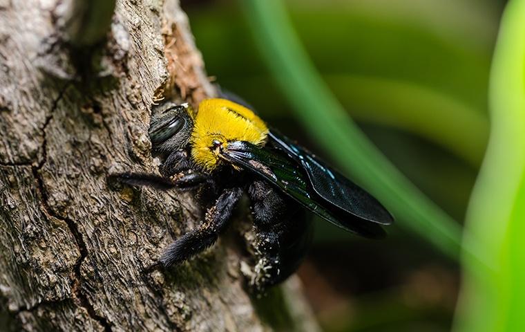 a carpenter bee embedded in a tree