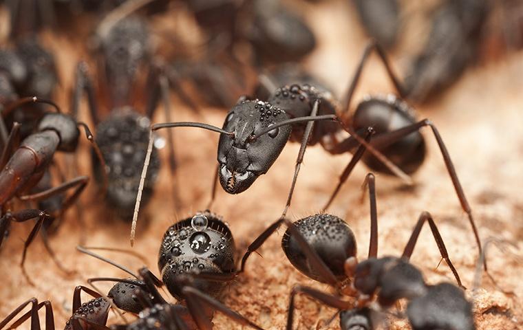 group of carpenter ants on wood around home