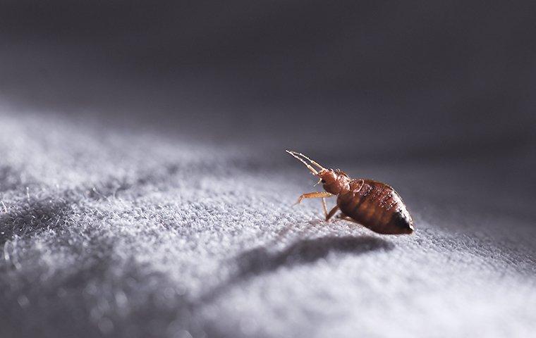 a bed bug on a mattress at night