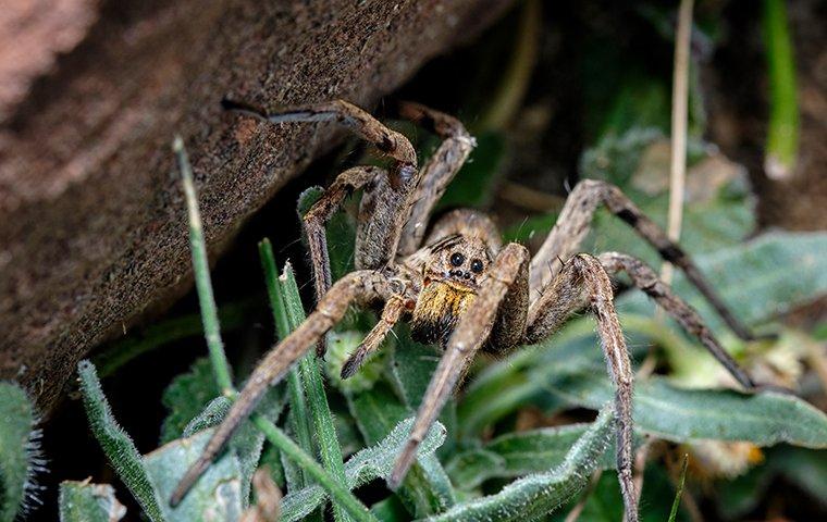 wolf spider in yard outside house