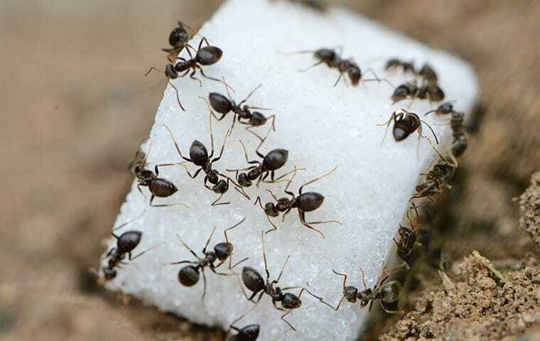 ant prevention