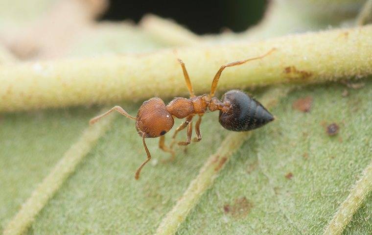 ant crawling on leaf