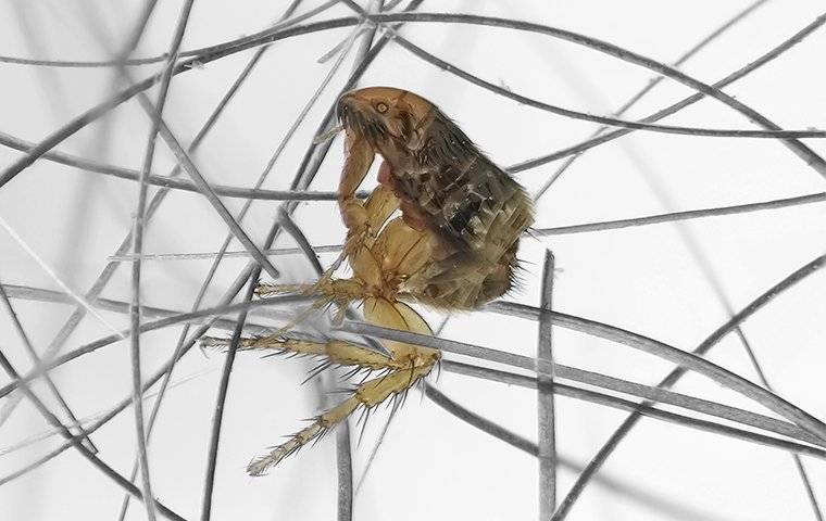 flea up close under microscope