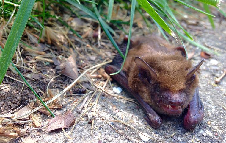 a bat in a savannah ga yard