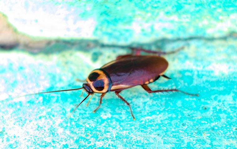 cockroach on wall