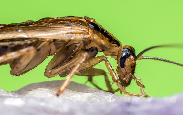 german cockroach on a rock