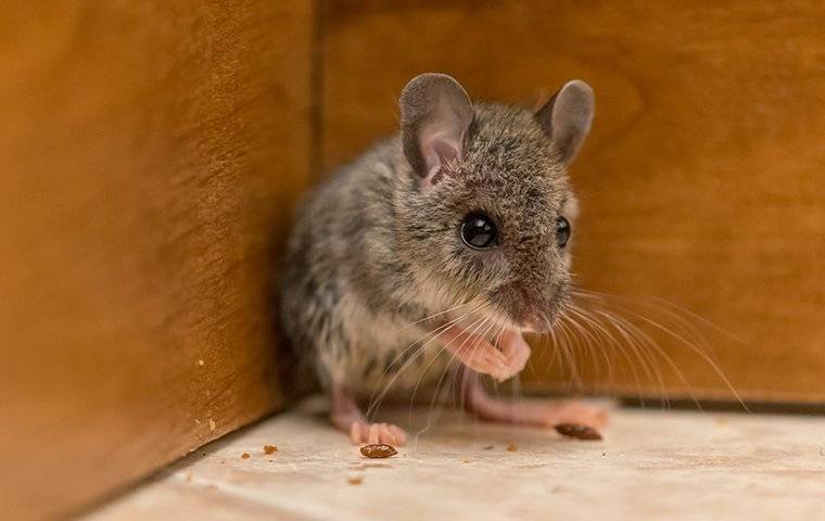 a house mouse in the corner of a kitchen cabinet eating crumbs