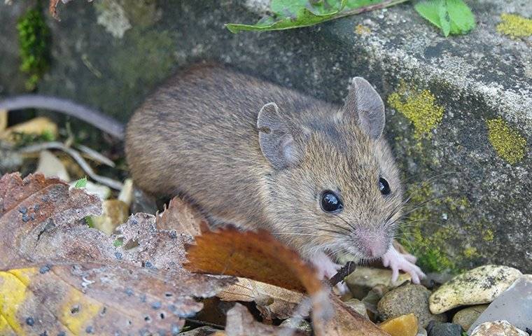 house mouse trying to get inside