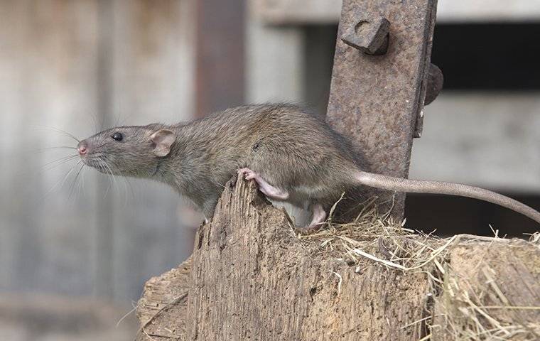 a norway rat near a home