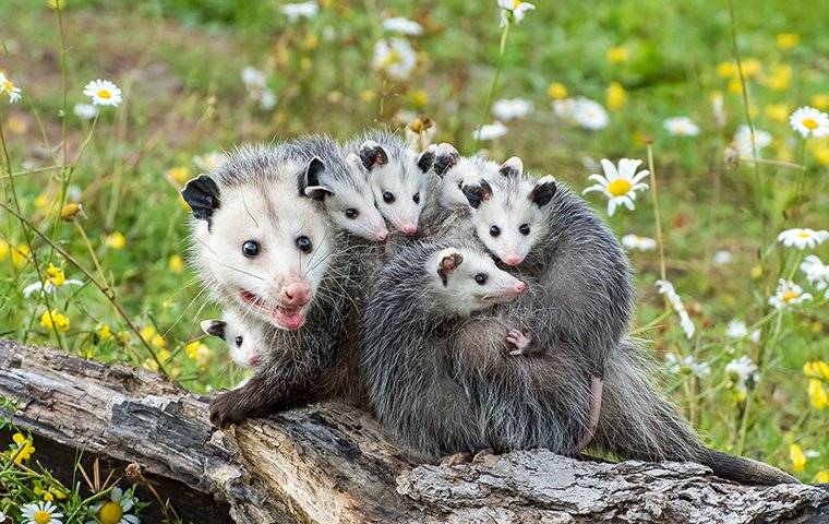 a family of opossums sitting on a log