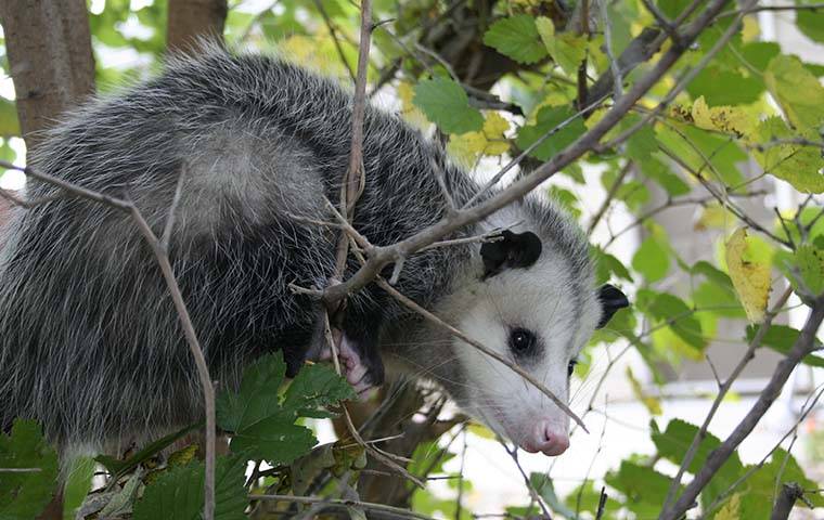 opossum sitting in a tree