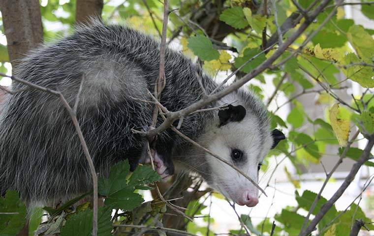 How to Get Rid of Possums From Your Property