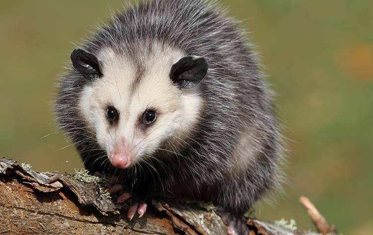 a opossum sitting on a log