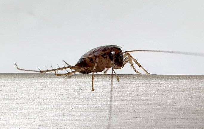 signs of cockroaches in house