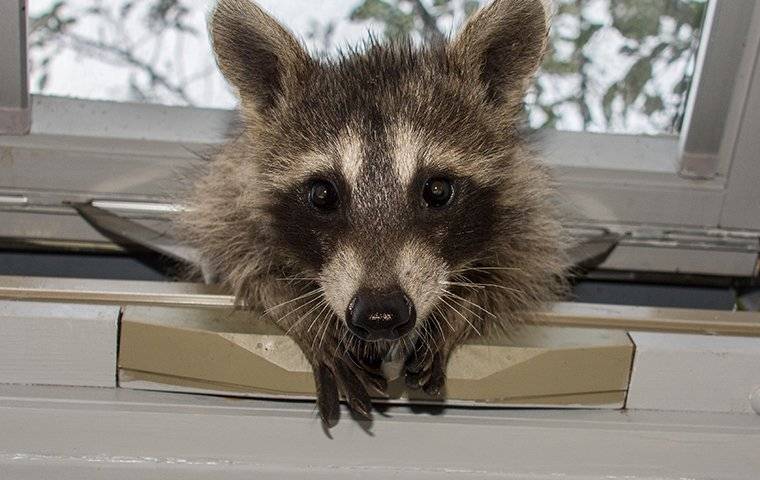 Blog - How To Handle Raccoons In Your Savannah Attic