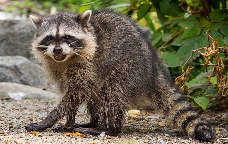 a raccoon on a pooler property