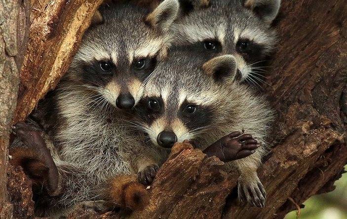 Raccoons in a tree.