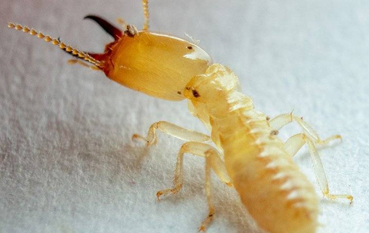 a termite crawling on paper