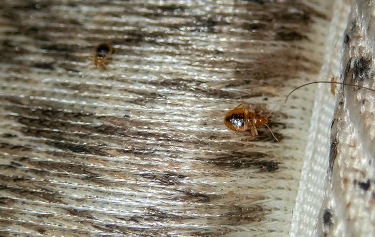 two bed bugs on dirty mattress