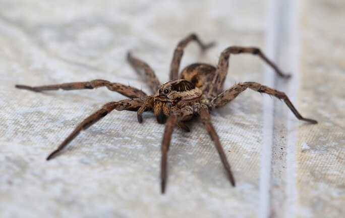 How a common house spider is mistaken for a Brown Recluse Spider