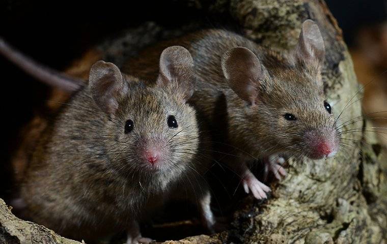 house mice in tree