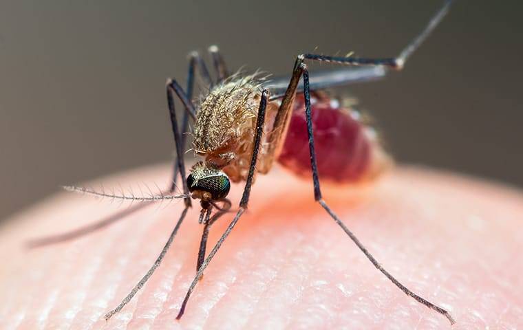 a mosquito drinking blood