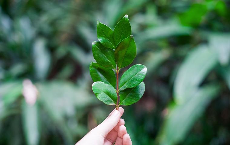person holding a stem with leaves