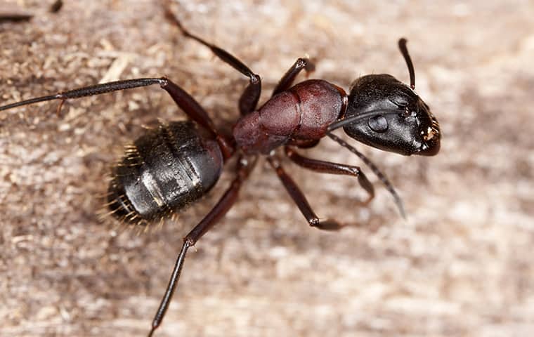 a black ant on gravel