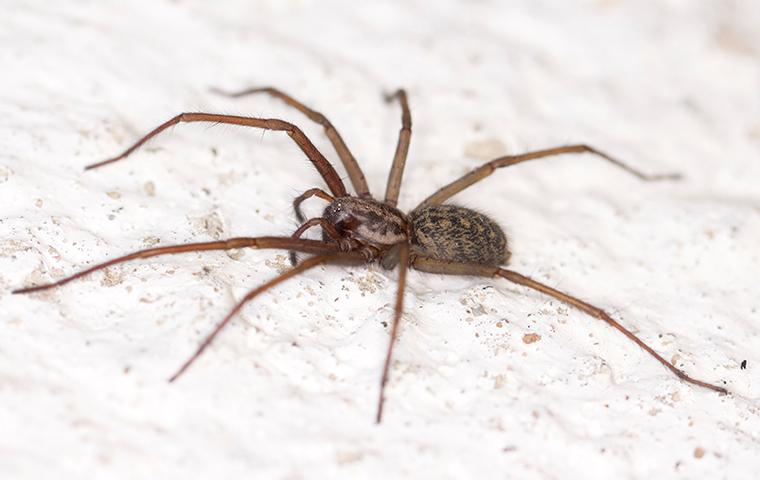 a hosue spider on white gravel