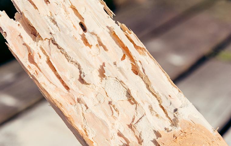 damaged wood