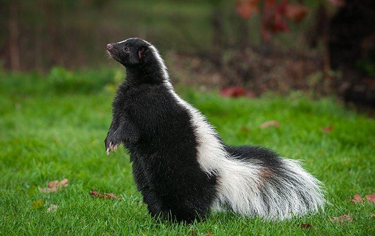 a skunk in the grass