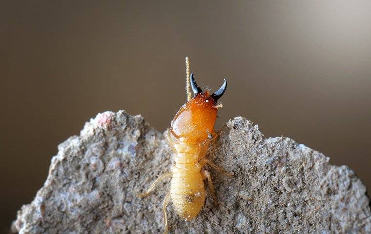 termite crawling on nest