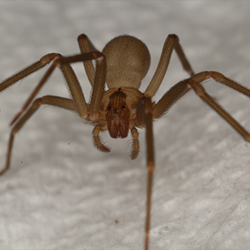 brown recluse in boerne texas