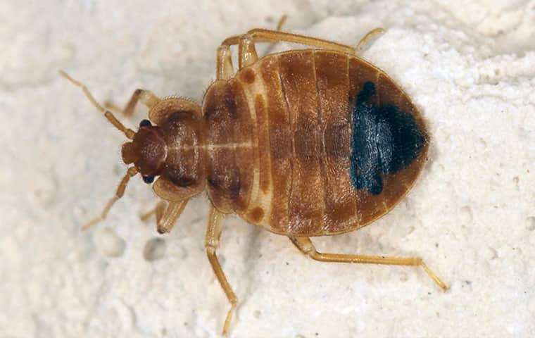 a bed bug on a mattress in kansas city missouri
