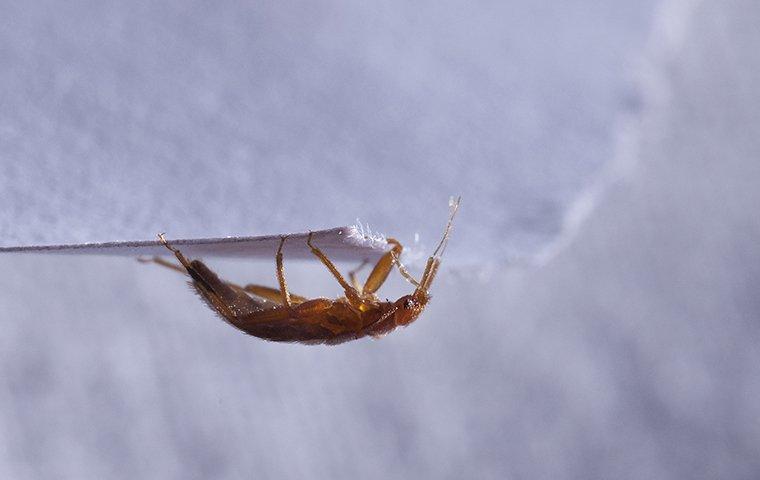 a bed bug on a ripped piece of paper