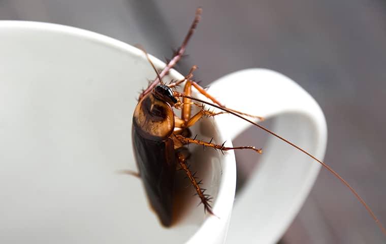 cockroach crawling out of cup