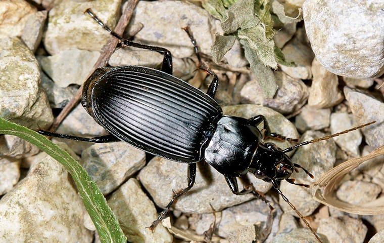 Prevent Ground Beetles ground beetle on a rock